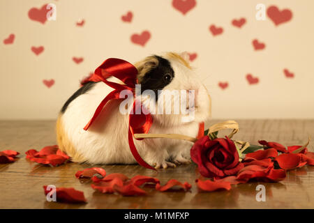 Cochon le jour de la Saint-Valentin Banque D'Images