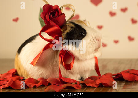 Cochon le jour de la Saint-Valentin Banque D'Images