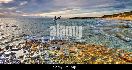 Mouettes sur la côte des Rocheuses, point Peron, Perth, Australie occidentale, Australie Banque D'Images