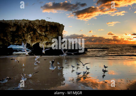 Mouettes sur la plage, Perth, Australie occidentale, Australie Banque D'Images