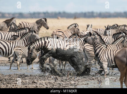 Zebra coincé dans la boue, Parc national d'Etosha, Oshana, Namibie Banque D'Images