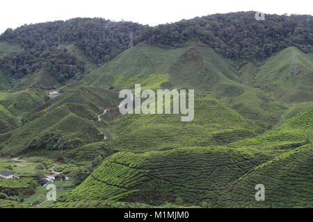 Plantation de thé, Cameron Highlands, Pahang, Malaisie Banque D'Images