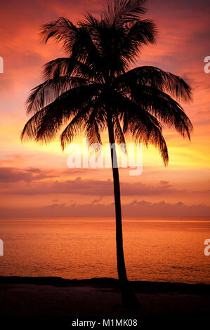 Silhouette de palmier sur la plage au coucher du soleil, Maria la Gorda, Pinar del Rio, Cuba Banque D'Images