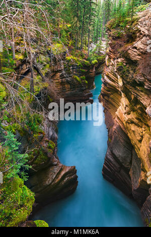 Chutes Athabasca, parc national Jasper, Jasper (Alberta), Canada Banque D'Images