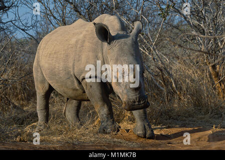 Rhino debout dans le Bush, Parc national Kruger, Mpumalanga, Afrique du Sud Banque D'Images