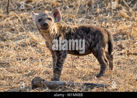 Portrait d'un hyena cub, Mpumalanga, Afrique du Sud Banque D'Images