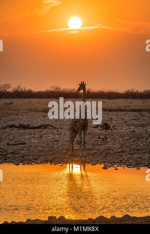 Girafe debout près d'un trou d'eau au coucher du soleil, Parc national d'Etosha, Namibie Banque D'Images