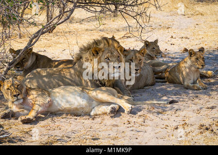 Fierté des lions qui se reposent sous un arbre, parc national Makgadikgadi pans, Botswana Banque D'Images