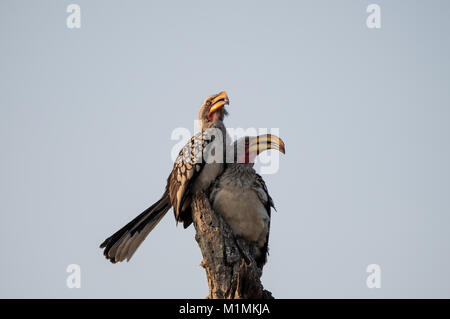 Deux oiseaux de charme de la partie sud du pays, en Afrique du Sud Banque D'Images