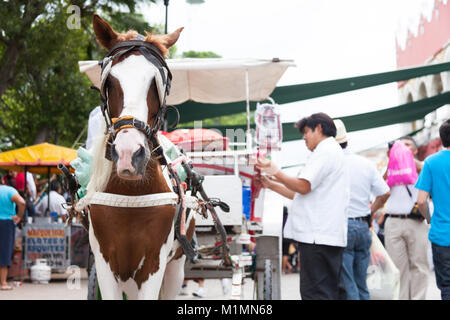 Un yucatán préparer son chariot pour des promenades en offrant aux sites touristiques du centre-ville de Mérida dans square. Banque D'Images