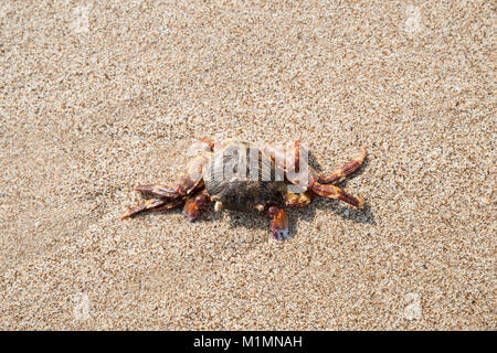 Crabe sur une plage de sable à Al Aqah Beach, Fujairah, Émirats Arabes Unis Banque D'Images