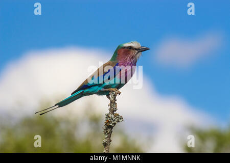 Un lilas colorés-breasted roller (Coracias caudatus) perché sur une branche. Au Kenya. Banque D'Images