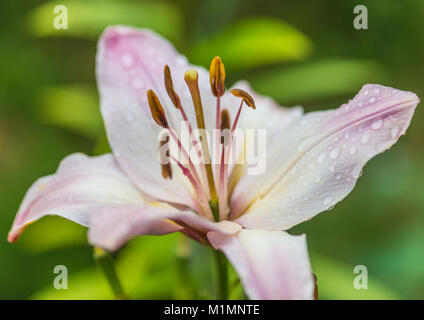 Un plan macro sur une fleur de lys oriental blanc rosâtre. Banque D'Images