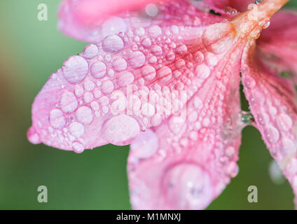 Une macro shot des gouttes se reposant sur l'inverse d'une fleur de lys rivière rose. Banque D'Images