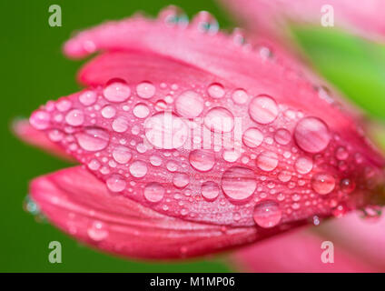 Un résumé des gouttes macro shot reposant sur une fleur de lys rivière rose. Banque D'Images