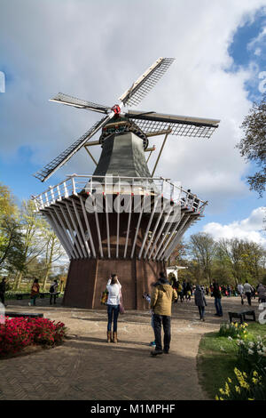 A 100 ans Dutch windmill dans le Keukenhof à Lisse dans le sud de la Hollande. Les visiteurs peuvent monter jusqu'à l'extérieur, plate-forme pour une vue magnifique de th Banque D'Images