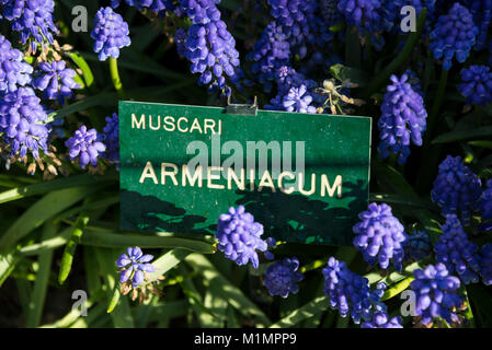 Bon nombre des lits de fleurs affiche les noms des plantes comme le Muscari armeniacum dans les jardins d'Keukenhoft, Saint-Philippe, dans le sud de la Hollande. Banque D'Images