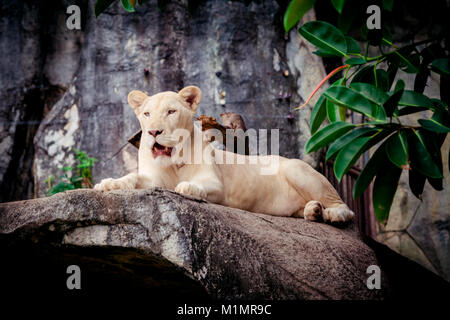 Femme lion blanc. Un livre blanc liones Banque D'Images