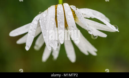 Un plan macro sur les pétales humides d'un oxeye daisy. Banque D'Images