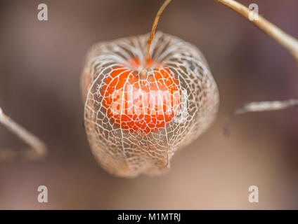 Un plan macro sur le squelette d'une capsule fleur lanterne chinoise. Banque D'Images