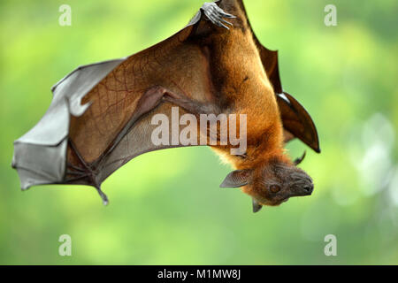 Kalong, Pteropus vampyrus, kalong vol de façon grand chien, Flying Fox, connue comme la plus grande tyrolienne, Flying Fox de Malaisie, Malaysian Flying Fox, grand fr Banque D'Images