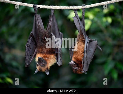 Kalong, Pteropus vampyrus, kalong vol de façon grand chien, Flying Fox, connue comme la plus grande tyrolienne, Flying Fox de Malaisie, Malaysian Flying Fox, grand fr Banque D'Images