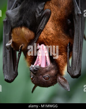 Kalong, Pteropus vampyrus, kalong vol de façon grand chien, Flying Fox, connue comme la plus grande tyrolienne, Flying Fox de Malaisie, Malaysian Flying Fox, grand fr Banque D'Images