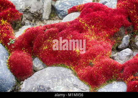 La science, l'écologie. Mousses - la plupart des plantes du nord au monde. Rouge coussin en mousse Brium désert arctique. France Joseph Land Banque D'Images