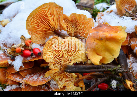 Groupe d'Colybie a la queue de velours ou de champignons dans la neige, décoré avec quelques graines rouges, champignons comestibles trier de plus en hiver, clo Banque D'Images