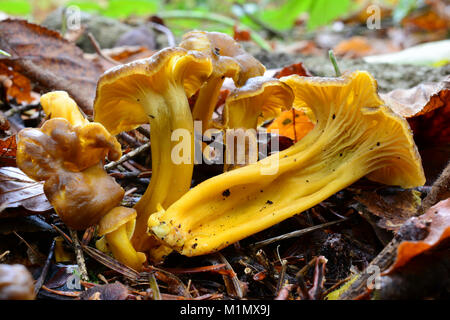 Craterellus lutescens, ou Cantharellus lutescens ou Cantharellus Cantharellus ou xanthopus aurora, communément appelé pied jaune, delicious edible mus Banque D'Images