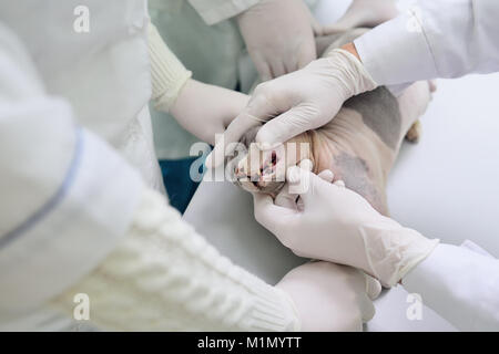 Le vétérinaire examine les dents du chat Sphynx. Banque D'Images