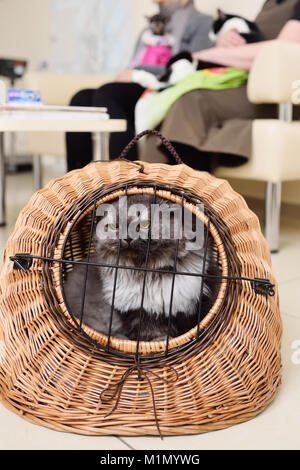 Ancien beau chat assis dans un panier de l'animal dans le contexte d'une clinique vétérinaire. Banque D'Images