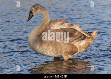 Jeune Cygne tuberculé (Cygnus olor) se tenait dans une rivière, East Lothian, Scotland, UK. Banque D'Images