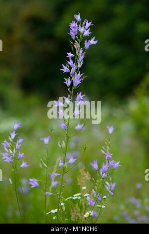 Campanula rapunculus,Rapunzel-Glockenblume,Rampion Banque D'Images