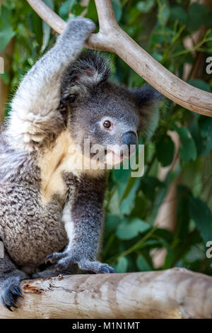 Koala assis sur un journal, atteignant jusqu'à la branche au-dessus de sa tête pour la stabilité. La patte restante sur la branche affiche les deux pouces qui sont pecul Banque D'Images