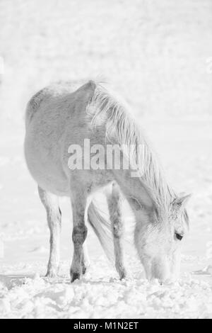 Cheval blanc dans la neige hiver meadows, hi key portrait noir et blanc Banque D'Images
