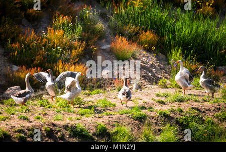 Quelques oies sur rural farm spring meadows Banque D'Images