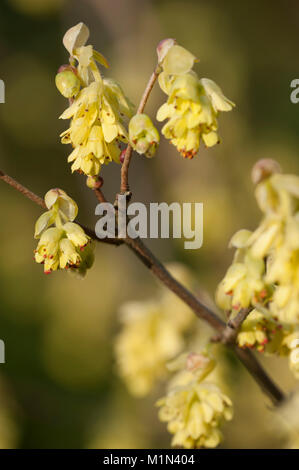 Corylopsis spicata Aehrige Scheinhasel,hiver,hazel Banque D'Images