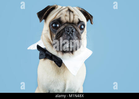 Un mignon petit pug fauve portant un nœud papillon comme un collier avec un fond bleu. Banque D'Images