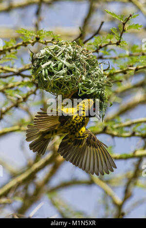 Weaver à tête noire ou le village Weaver Ploceus cucullatus paroptus (oiseaux) la construction d'un nid dans un acacia, Nairobi, Kenya Banque D'Images