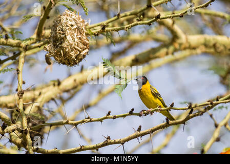 Weaver à tête noire ou le village Weaver Ploceus cucullatus paroptus (oiseaux) la construction d'un nid dans un acacia, Nairobi, Kenya Banque D'Images