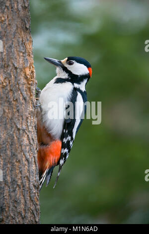 La Finlande, Ruhtinansalmi, près de Suomussalmi, Pic, Dendrocopus major. Banque D'Images