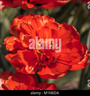 Fleurs tulipes rouges Banque D'Images
