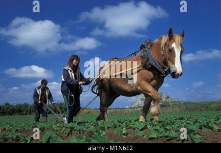 La France. La Bretagne. Island Ile de Batz. Paysans désherbent avec champ de pommes de terre de labour dirigé par fille. Banque D'Images