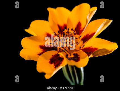 Un plan macro sur une fleur oeillet d'isolés contre un fond noir. Banque D'Images
