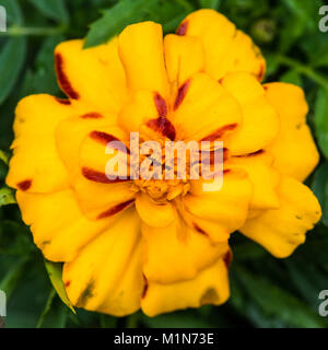 Un plan macro sur une fleur oeillet jaune. Banque D'Images