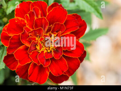 Un plan macro sur une fleur oeillet rouge. Banque D'Images