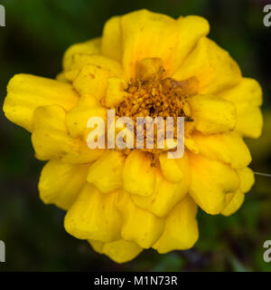 Un plan macro sur une fleur oeillet jaune. Banque D'Images