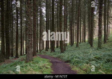 Forêt au dessus la vallée de la Derwent, dans le parc national de Peak District, Derbyshire, Angleterre. Banque D'Images