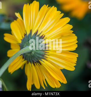 Un plan macro sur l'arrière d'une fleur de souci jaune. Banque D'Images